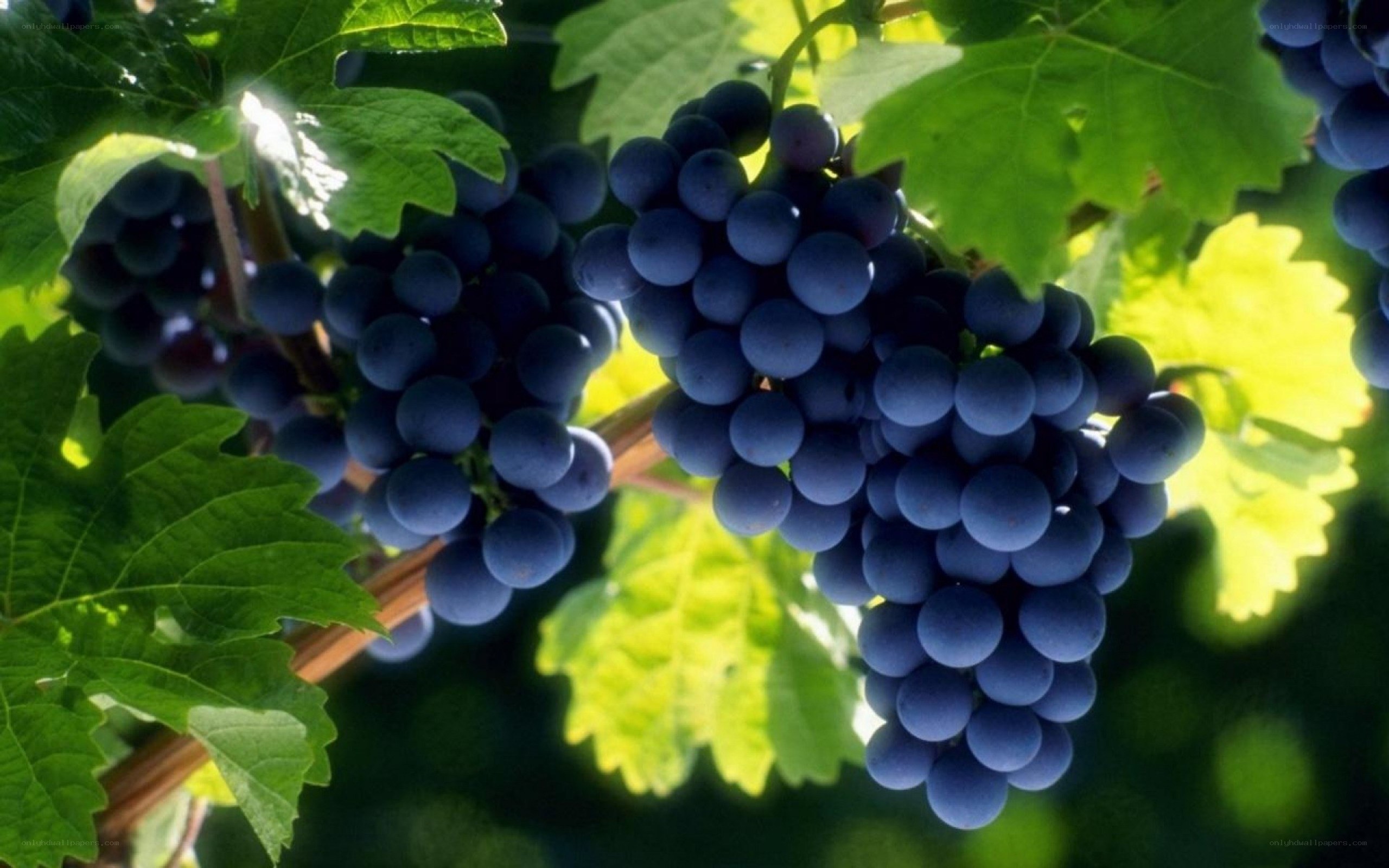 grapes on a vine