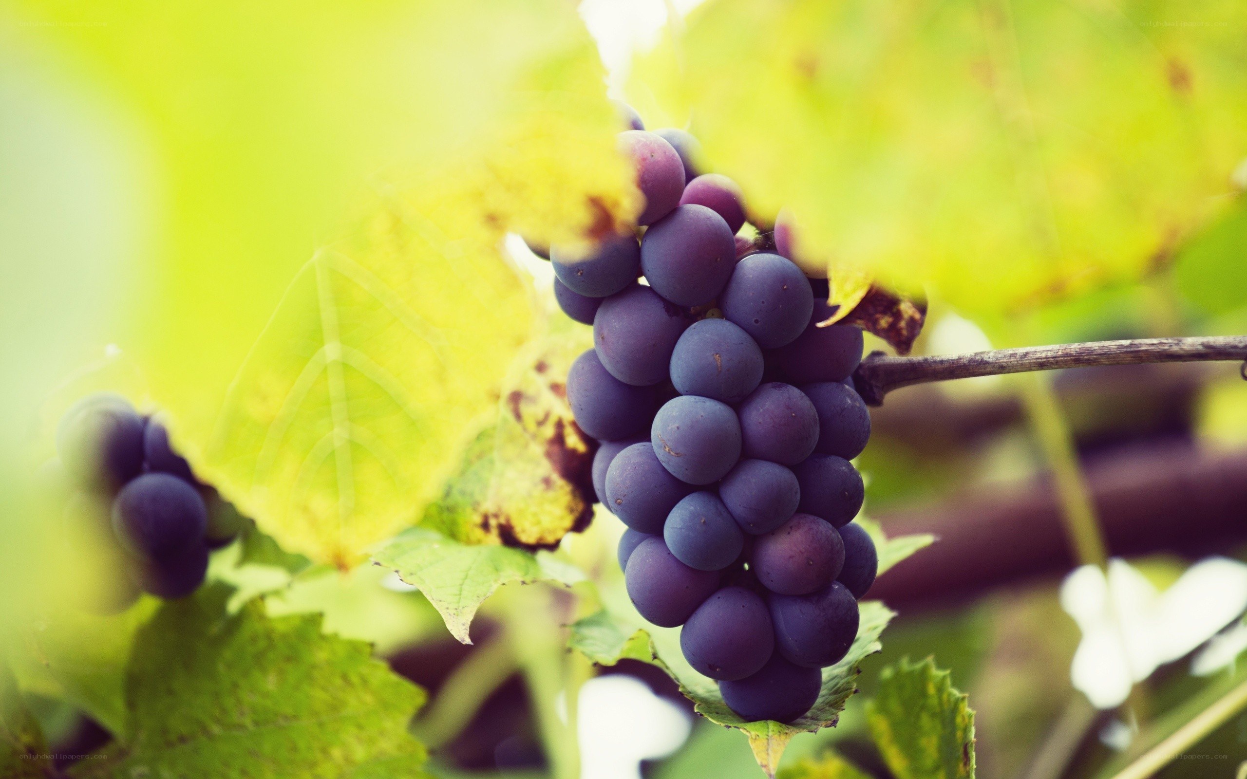 grapes on a vine