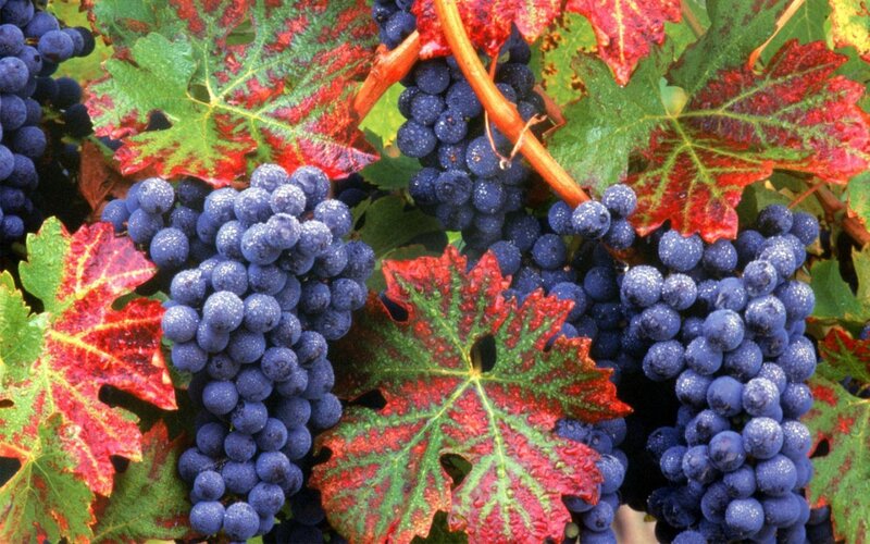 grapes on a vine
