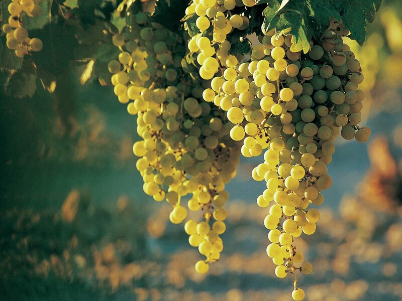 grapes on a vine