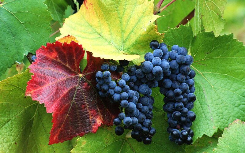 grapes on a vine