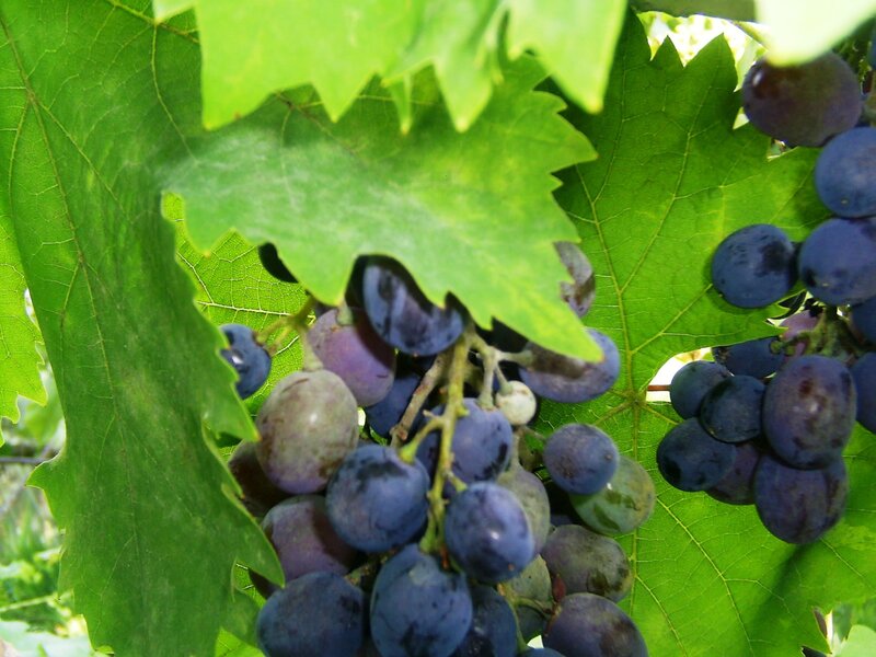 grapes on a vine