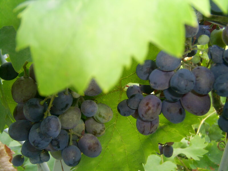 grapes on a vine
