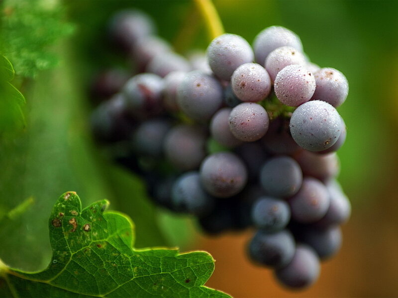 grapes on a vine