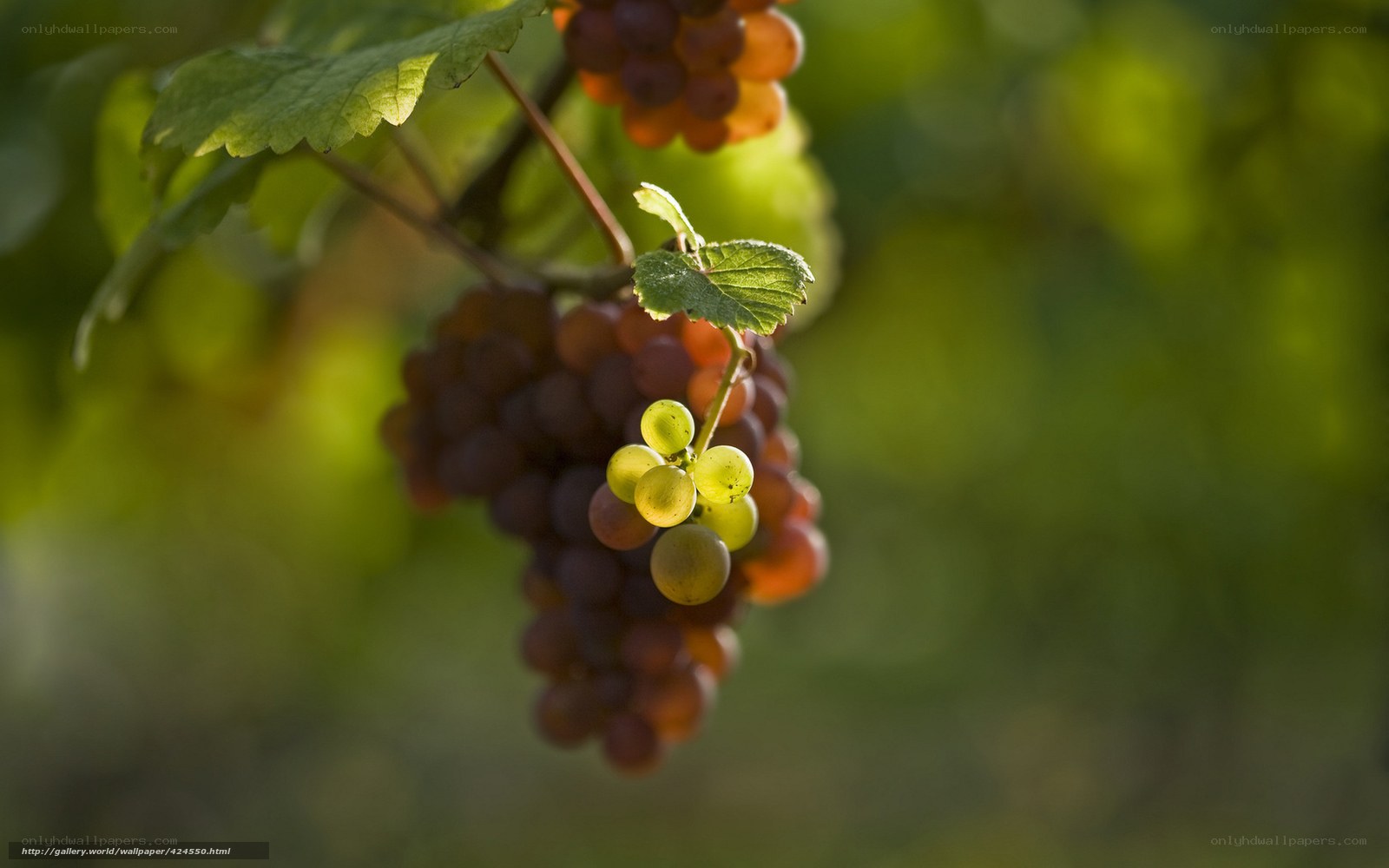 grapes on a vine