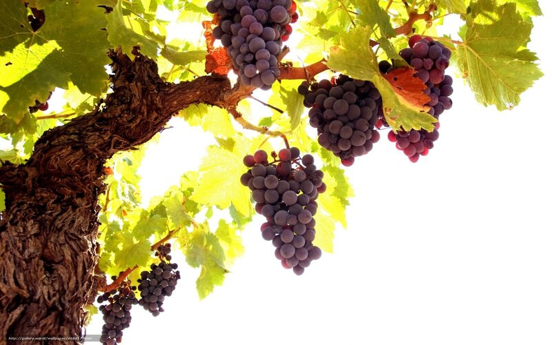 grapes on a vine