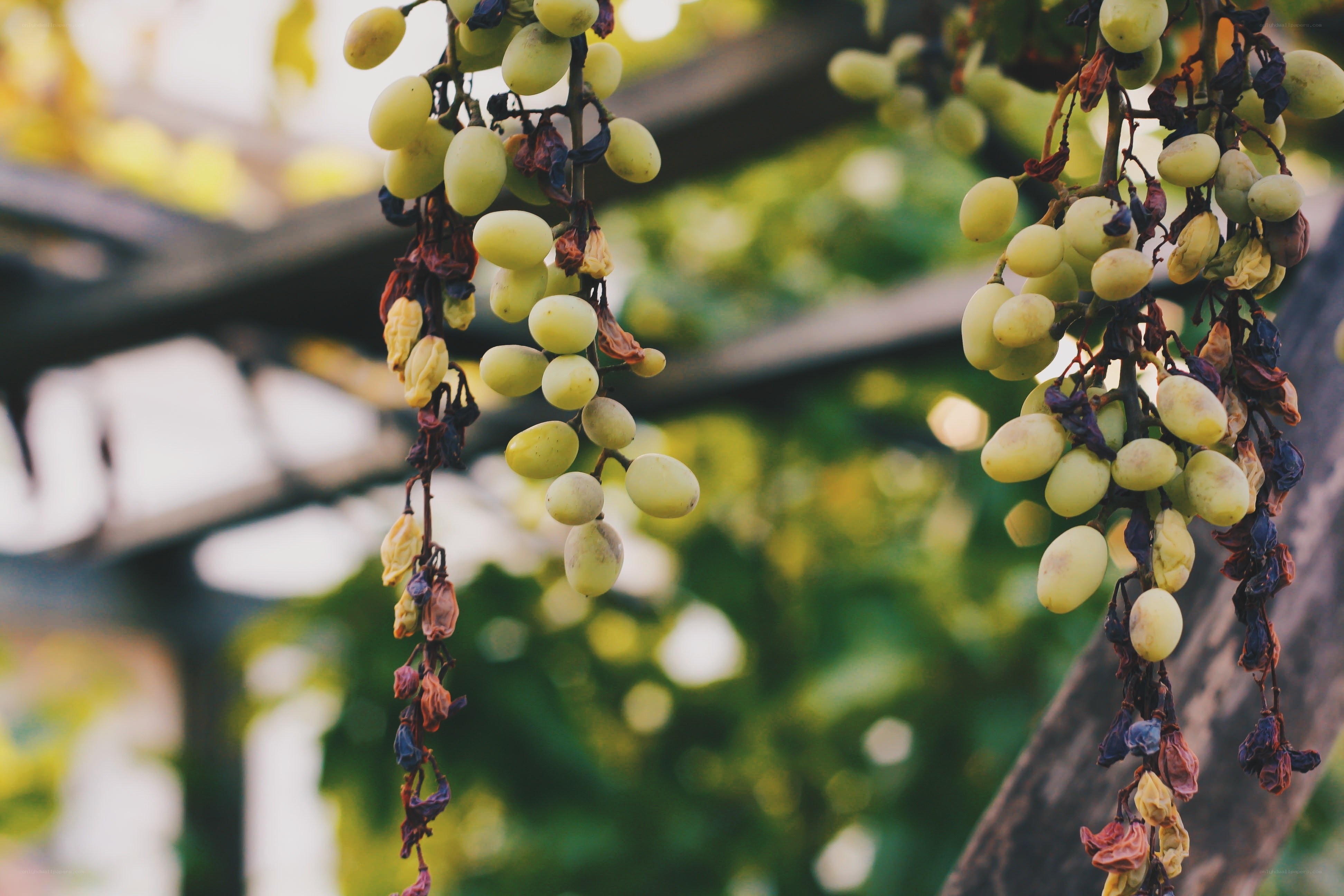 grapes on a vine