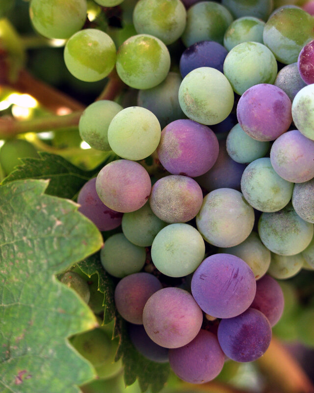 grapes on a vine