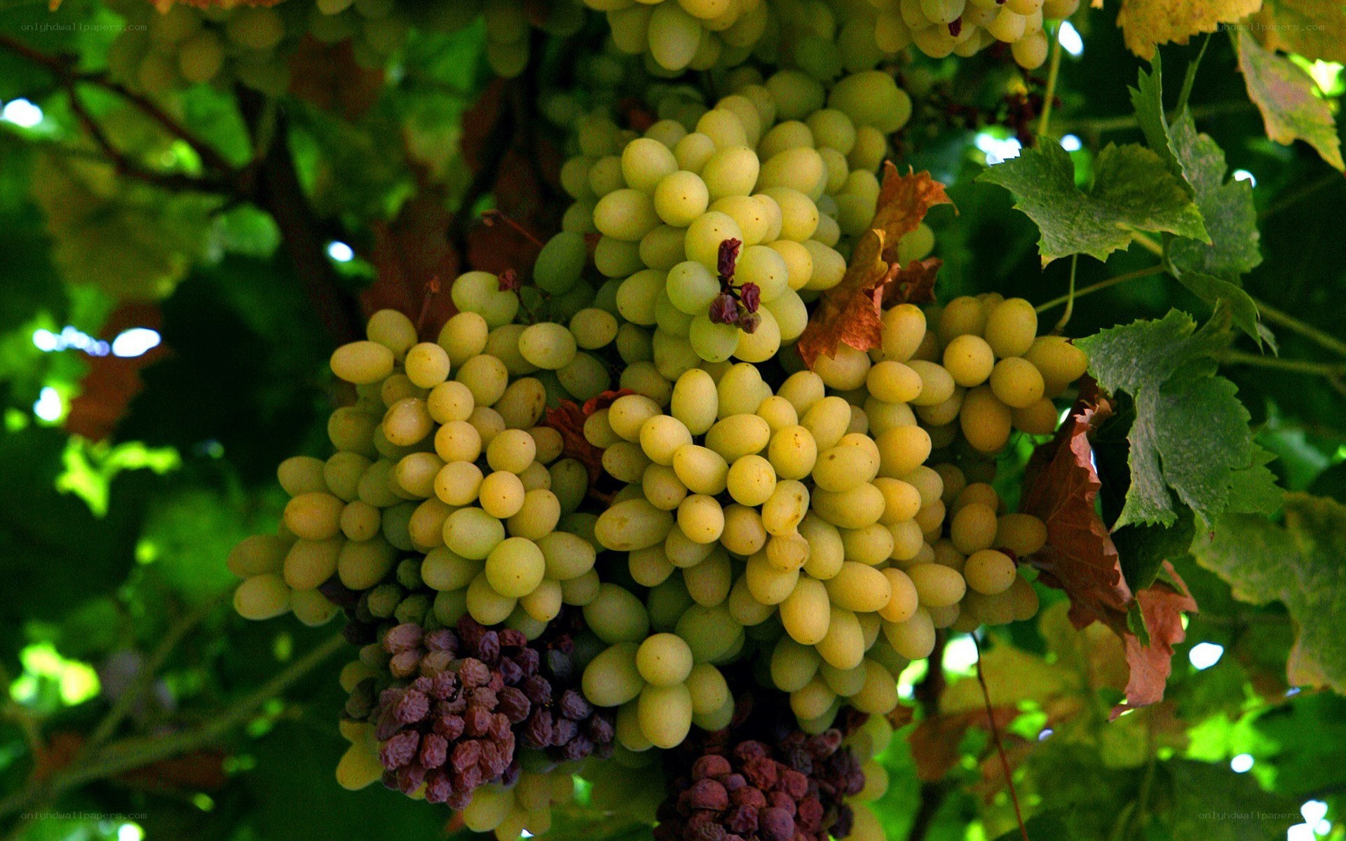 grapes on a vine