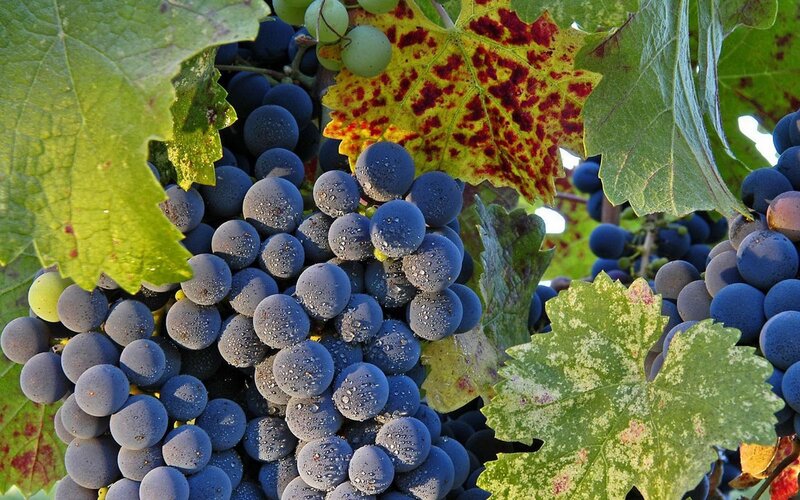 grapes on a vine