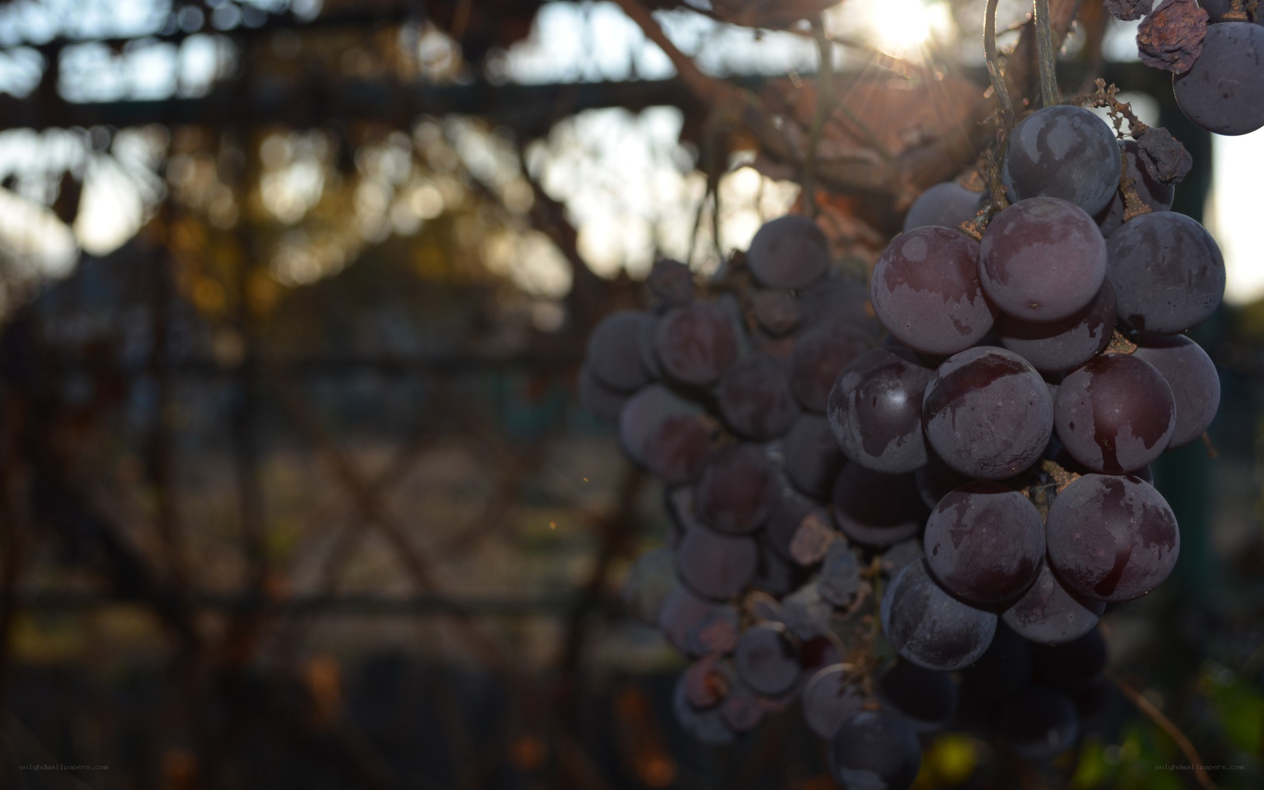 grapes on a vine at sunset