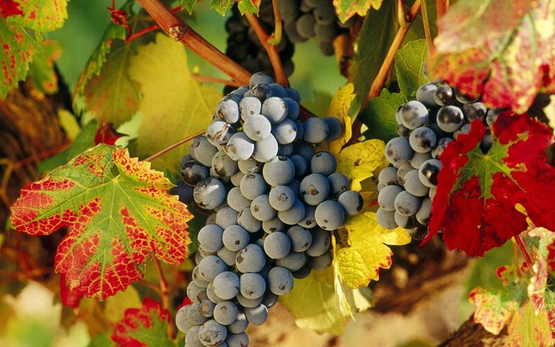 grapes on a vine in autumn