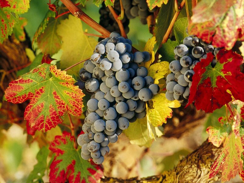 grapes on a vine in autumn