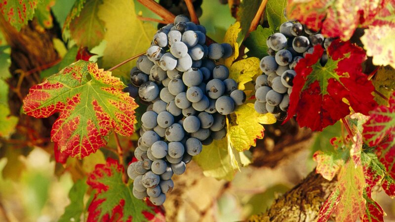 grapes on a vine in autumn