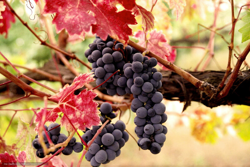 grapes on a vine in autumn