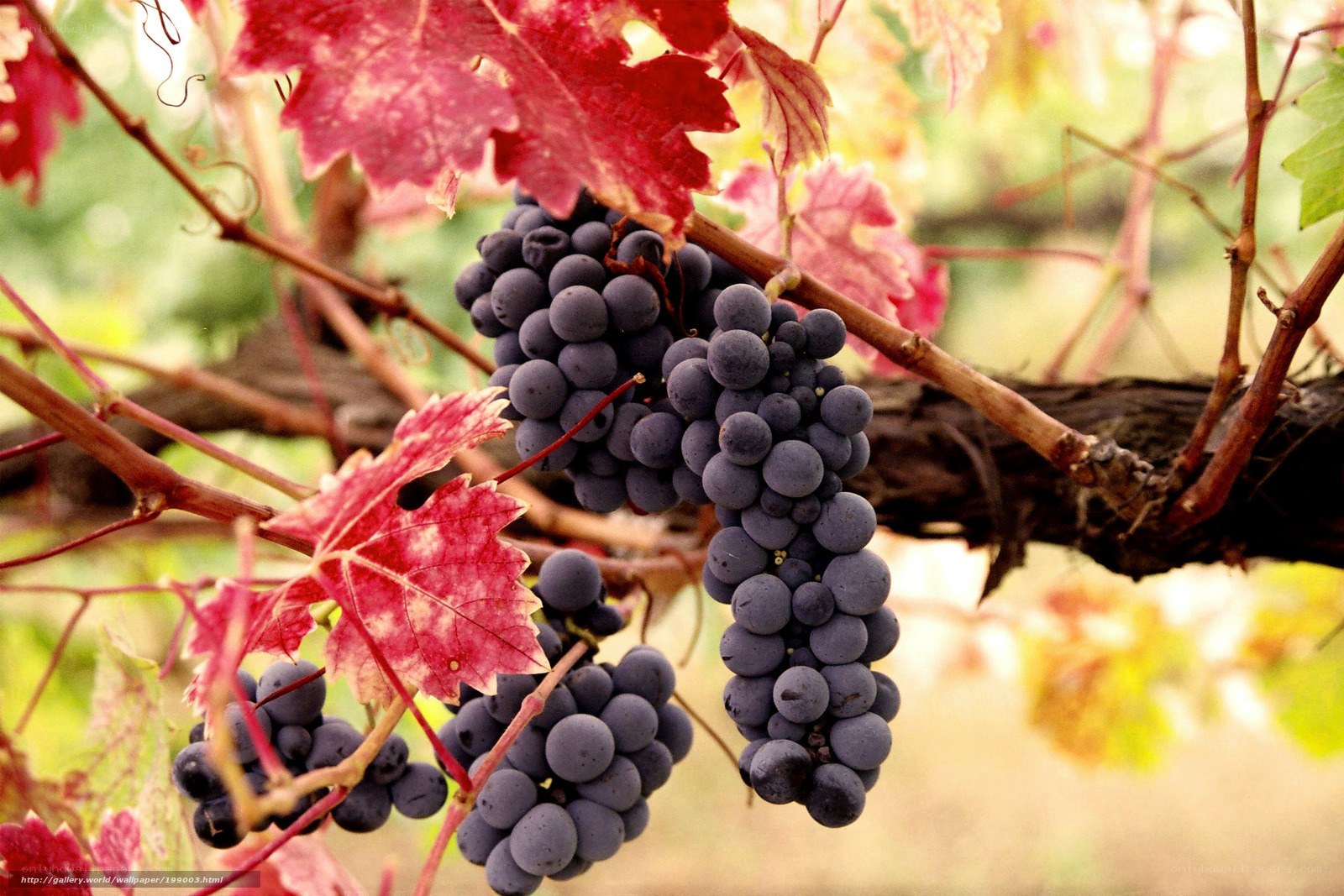 grapes on a vine in autumn