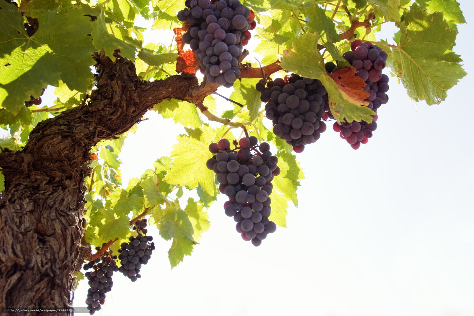 grapes on a vine in sunlight