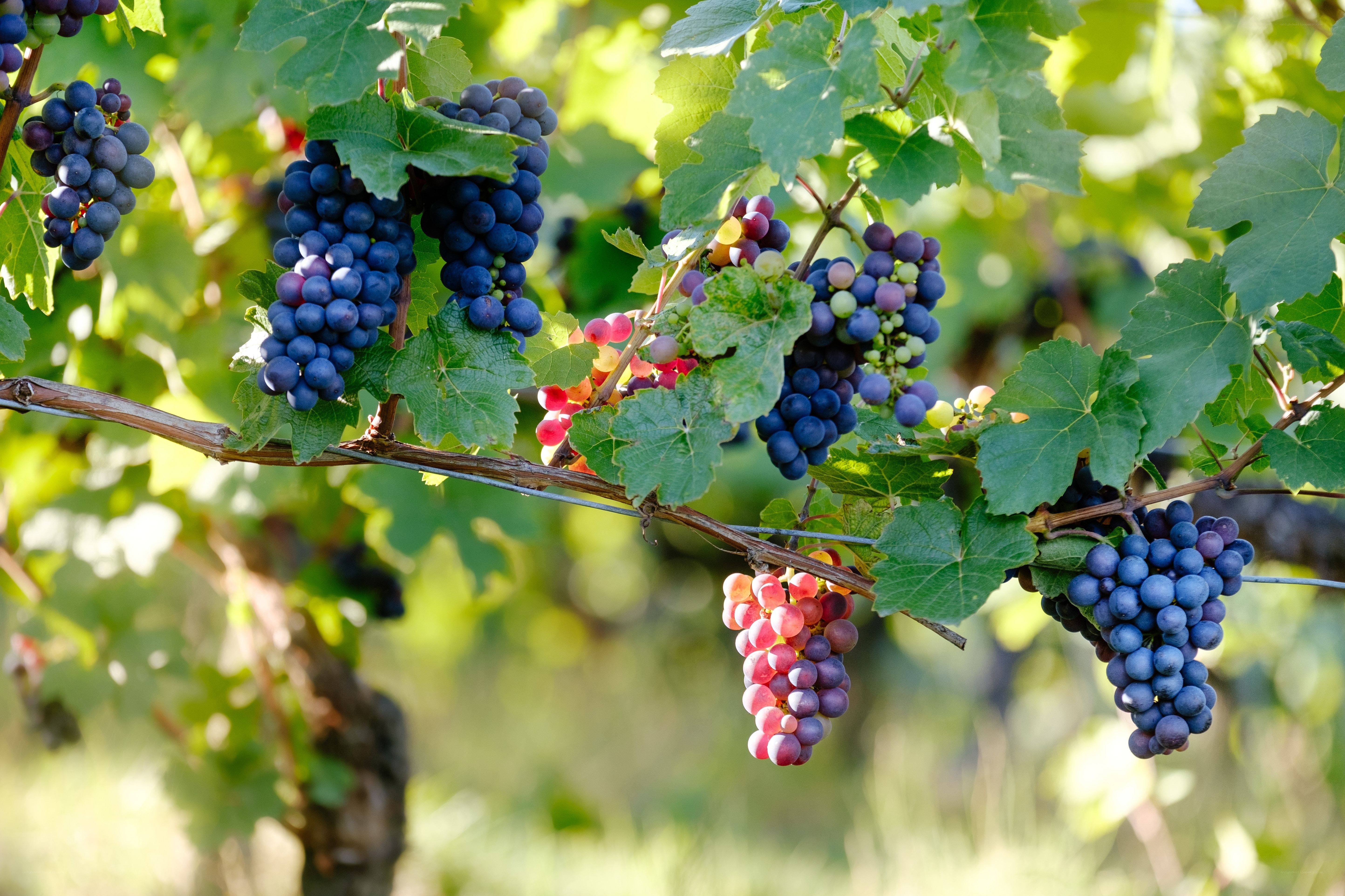 grapes on a vine in sunlight