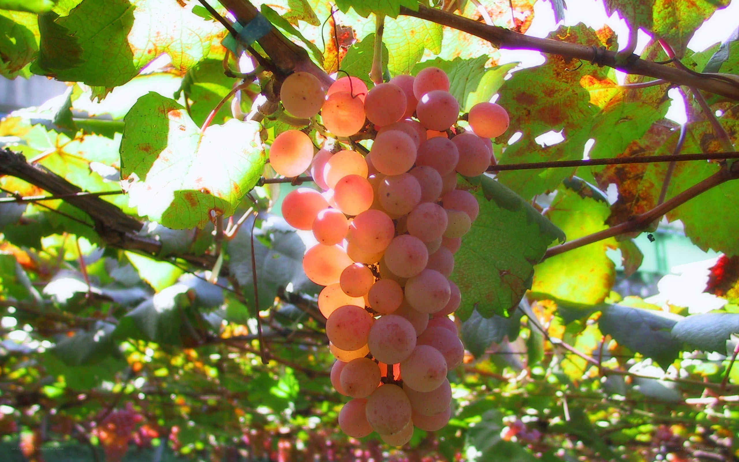 grapes on a vine in sunlight