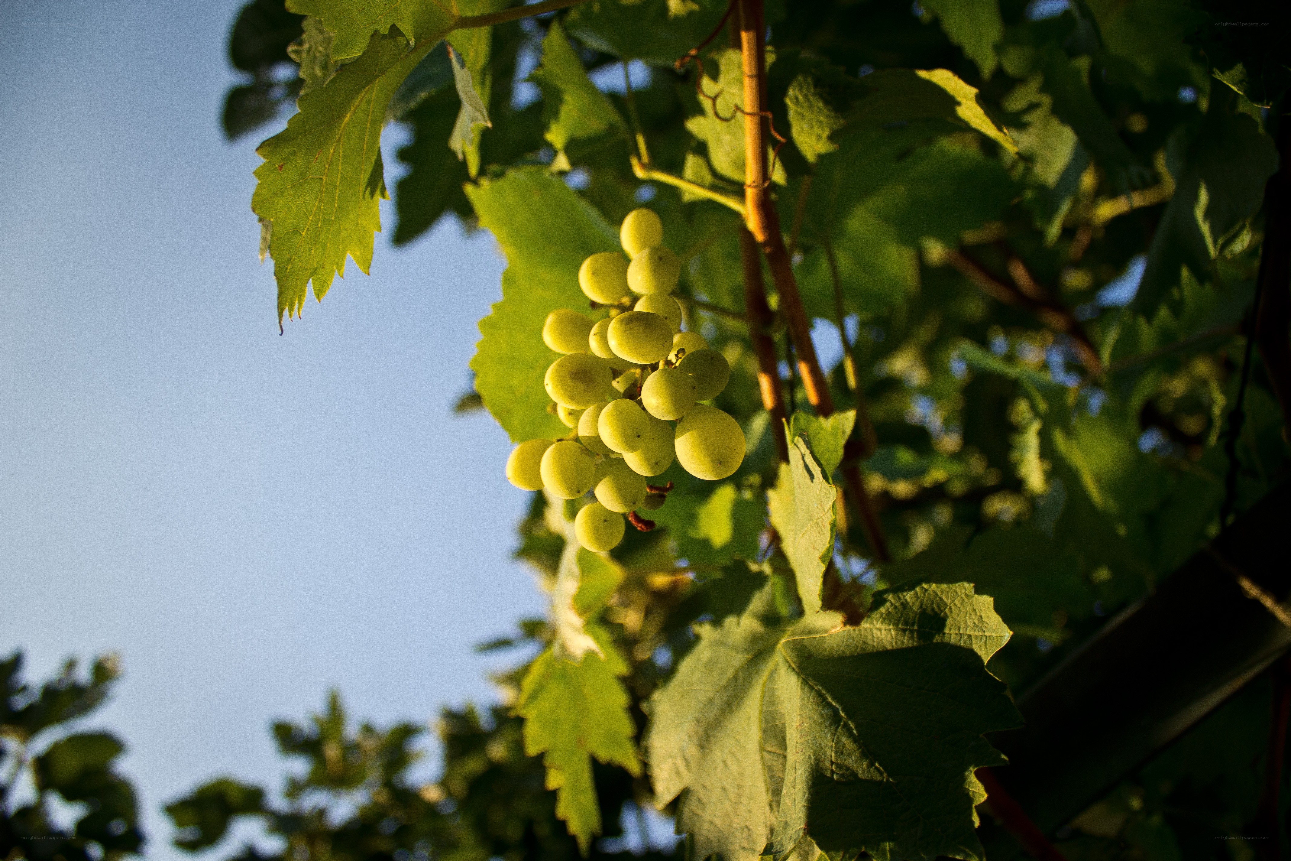 grapes on a vine in sunlight