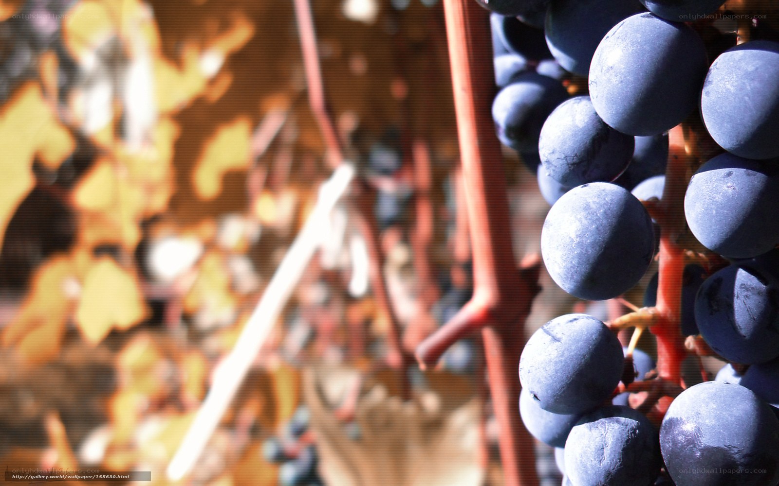 grapes on a vine in sunlight
