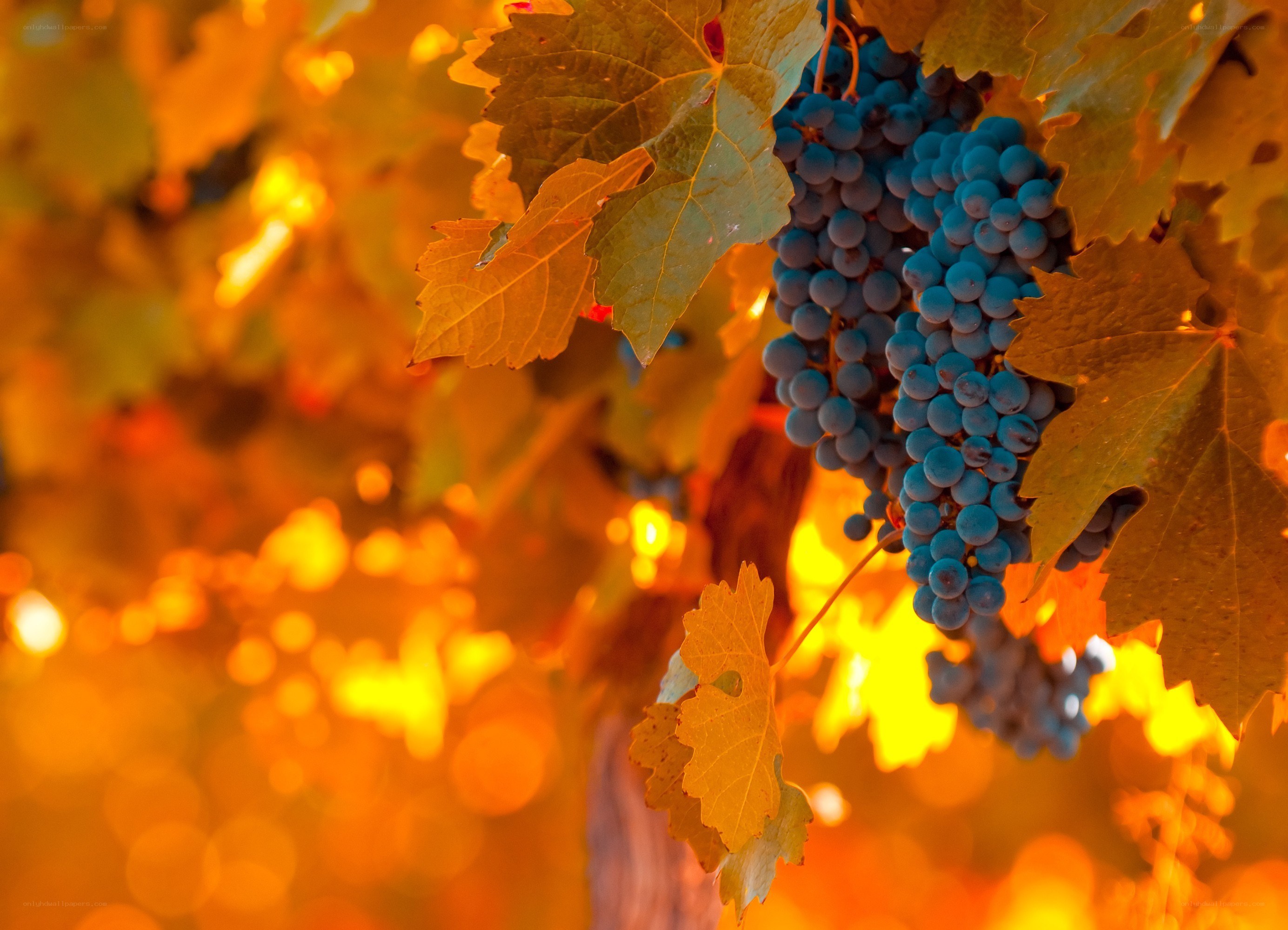grapes on vine at sunset
