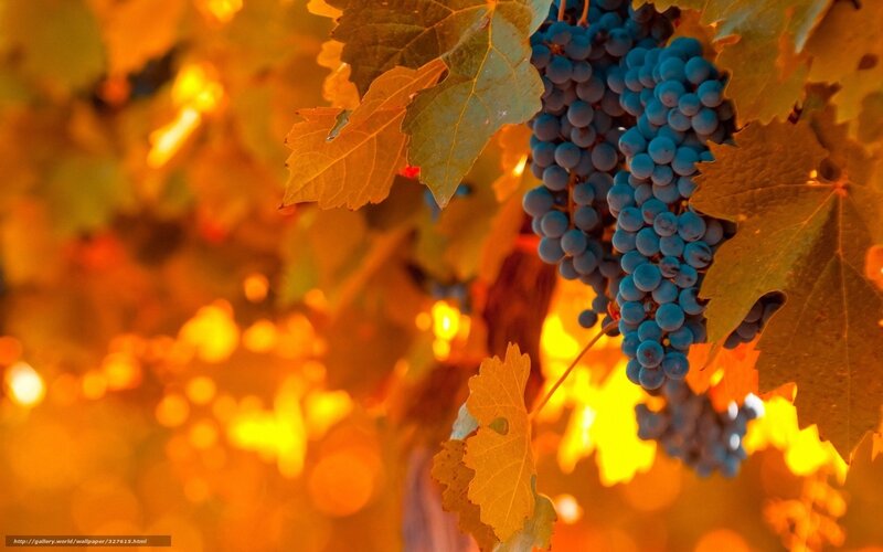 grapes on vine at sunset
