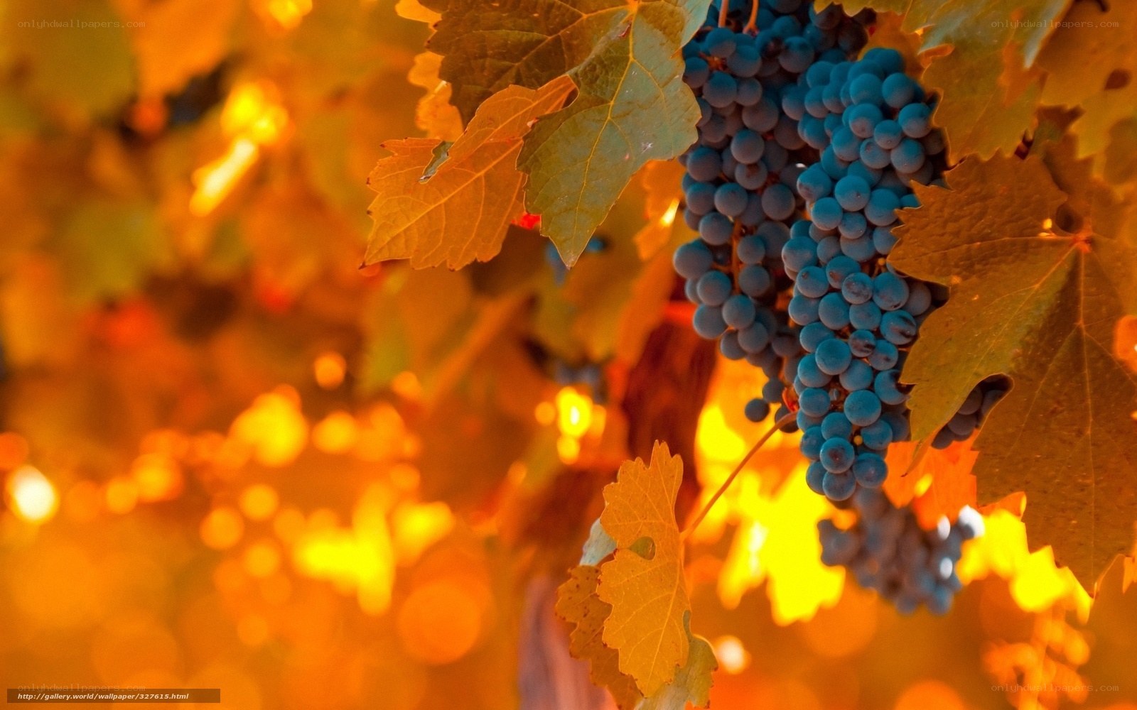 grapes on vine at sunset