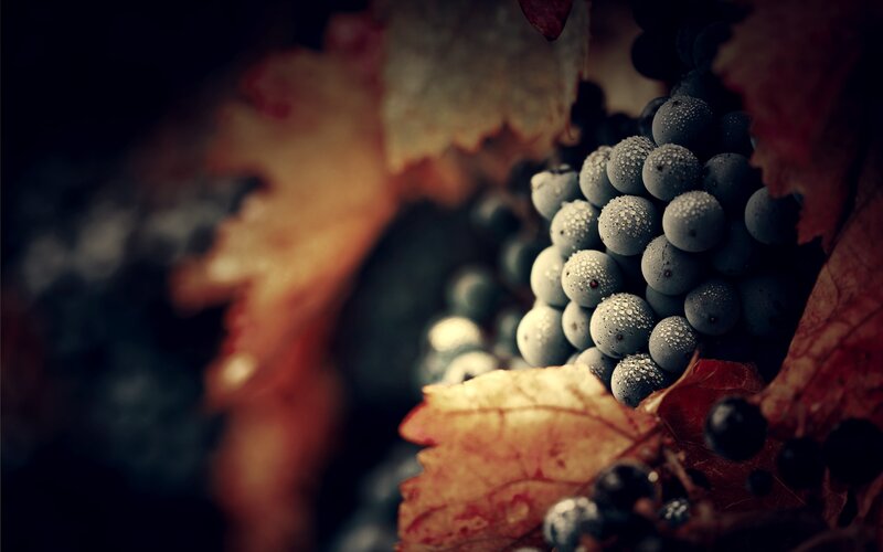 Grapes on Vine — Brown, Dramatic