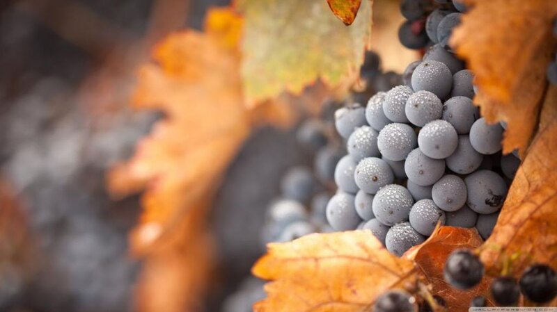 Grapes on Vine — Brown