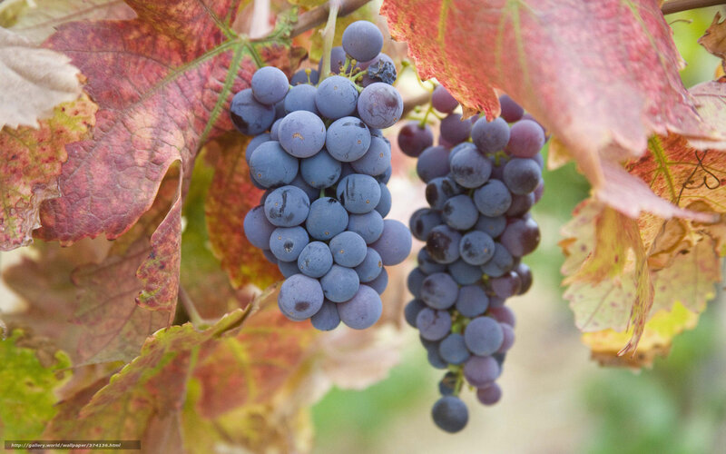grapes on vine in autumn