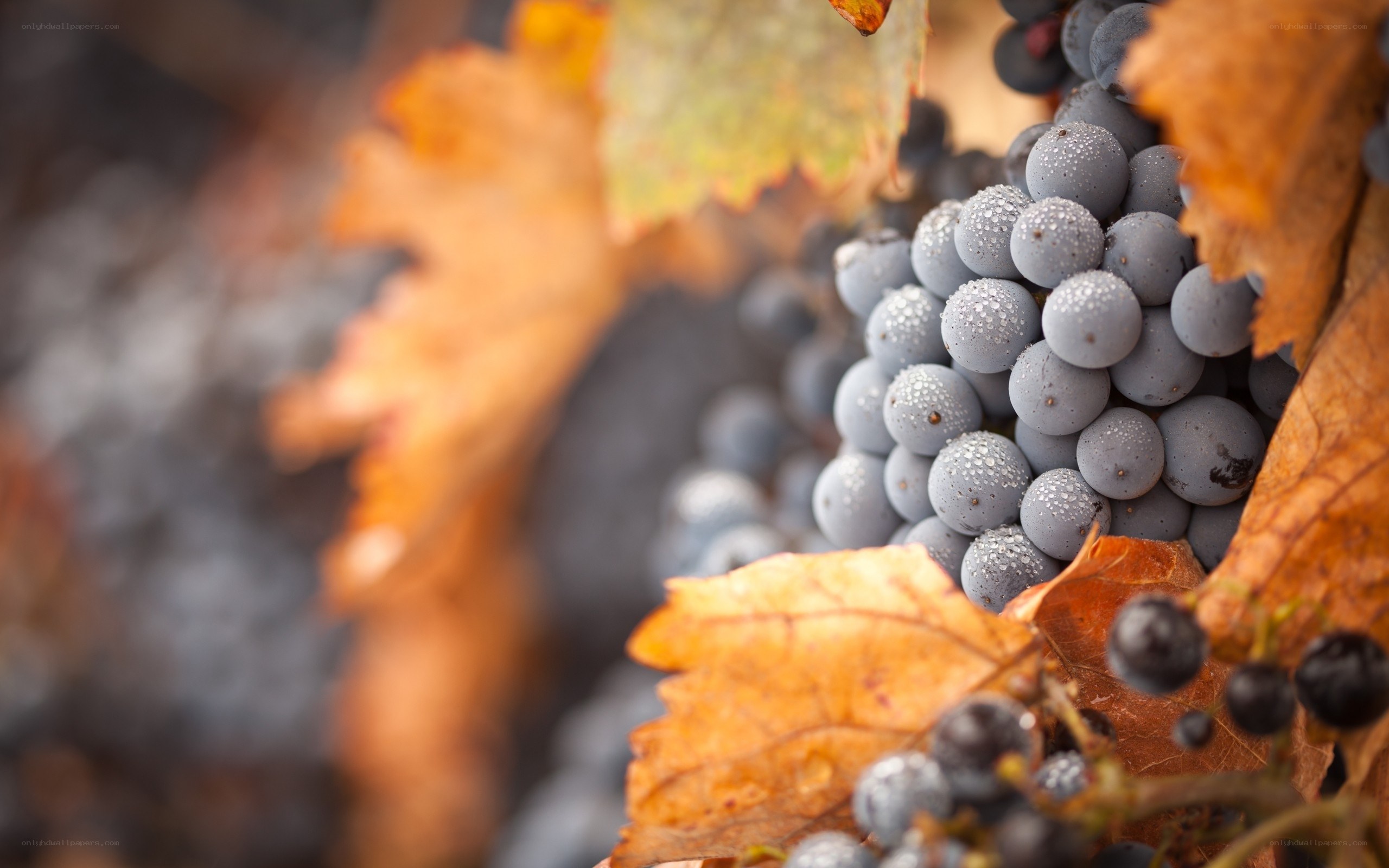grapes on vine in autumn