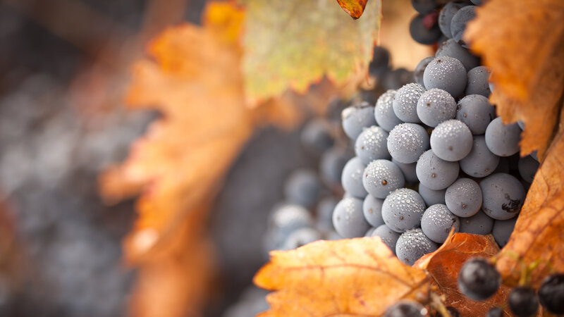Grapes on Vine