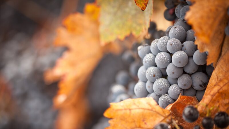 grapes on vine with autumn leaves