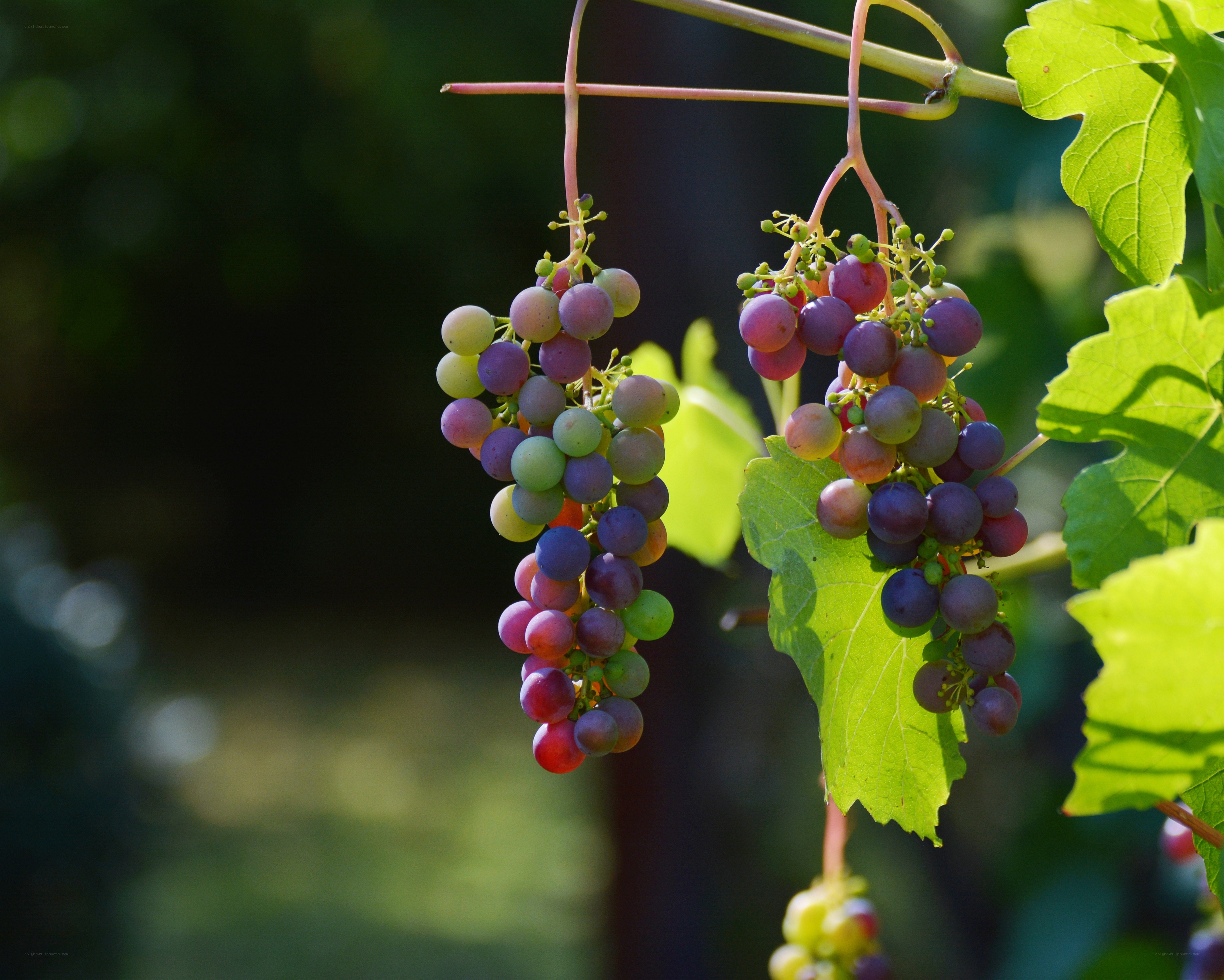 grapes ripening on the vine
