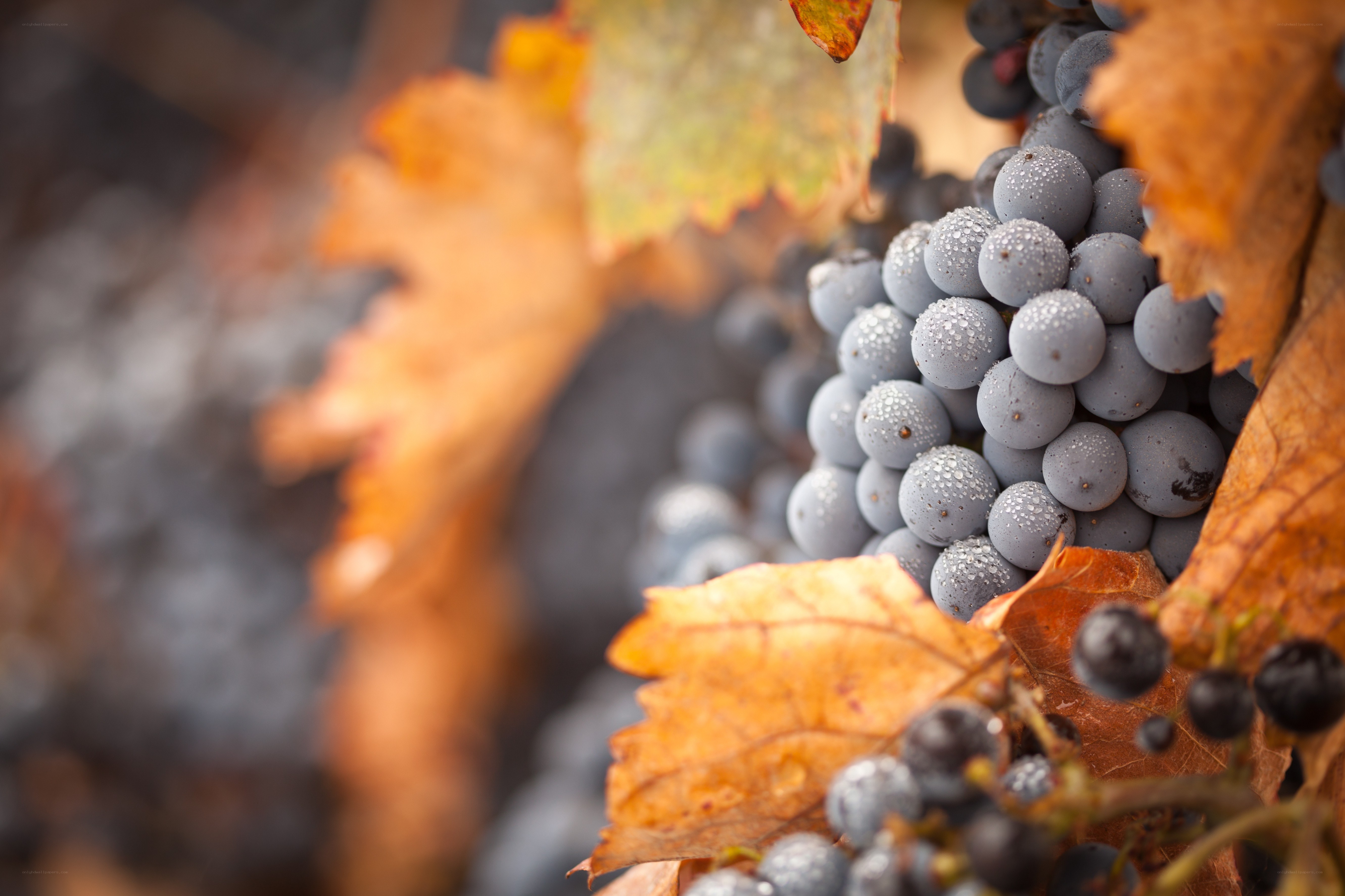 grapes with autumn leaves