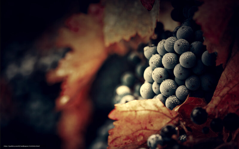 grapes with dew drops