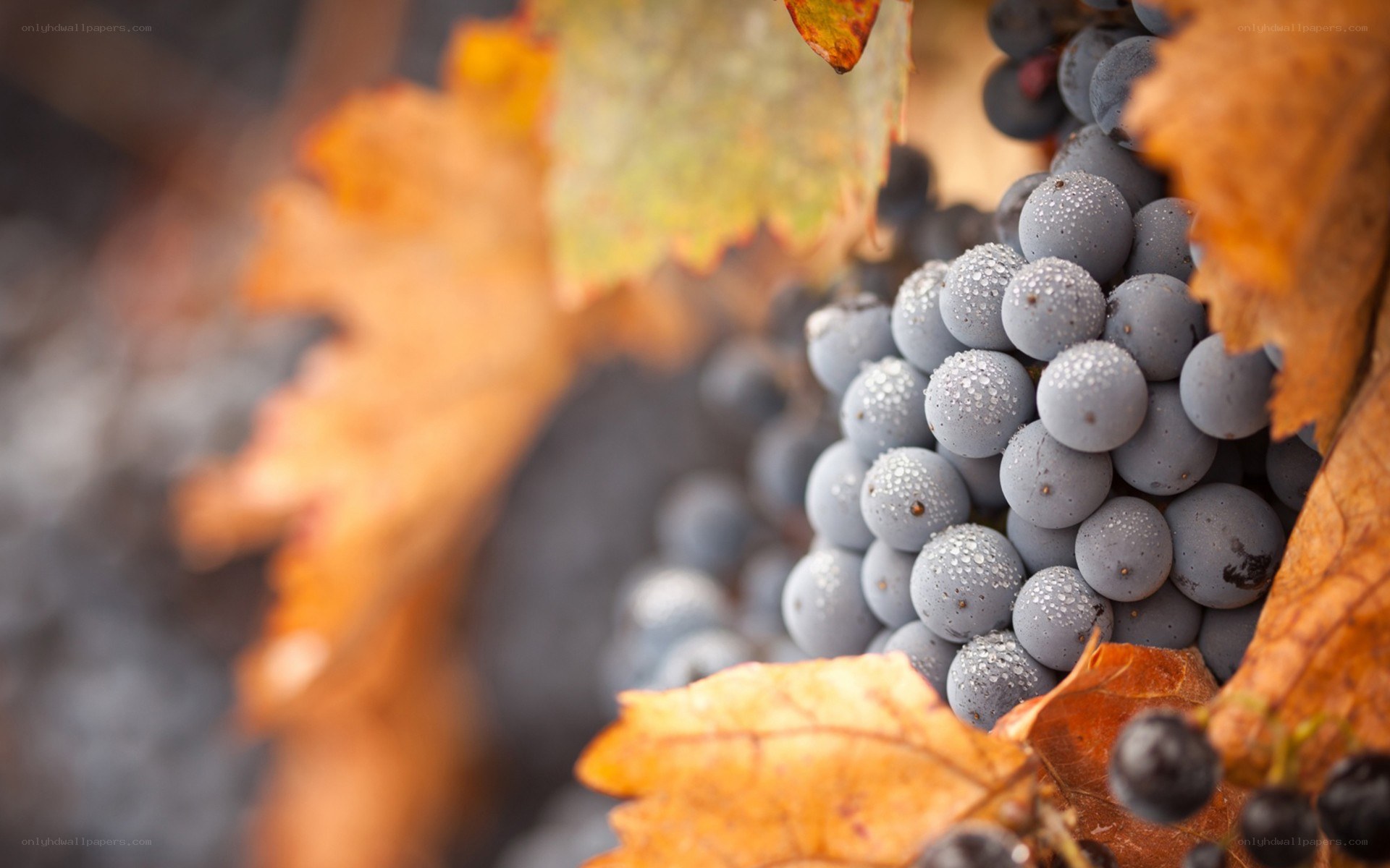 grapes with morning dew