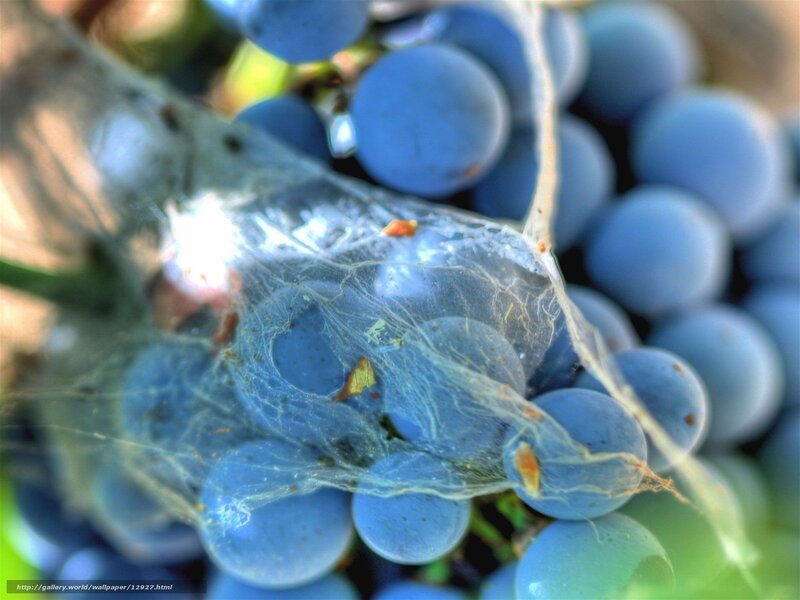 grapes with spider web