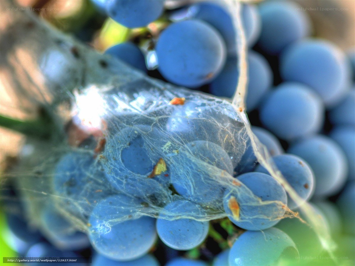 grapes with spider web