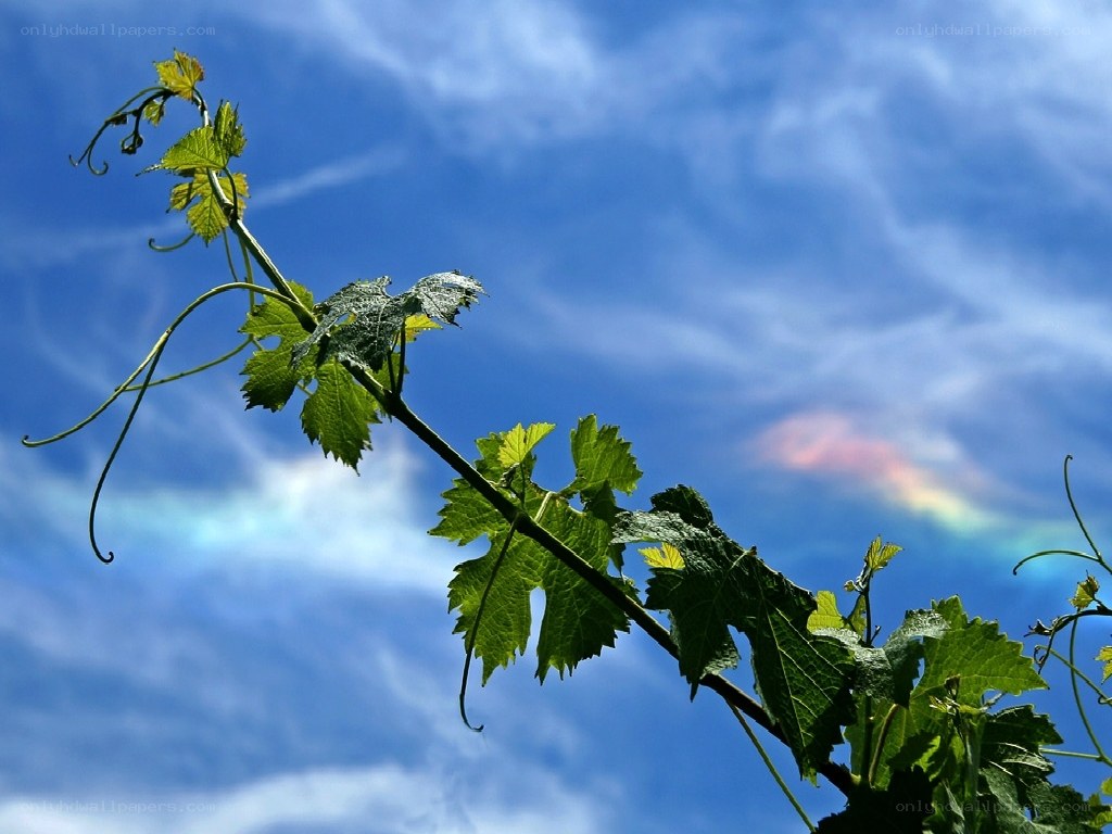 grapevine against blue sky