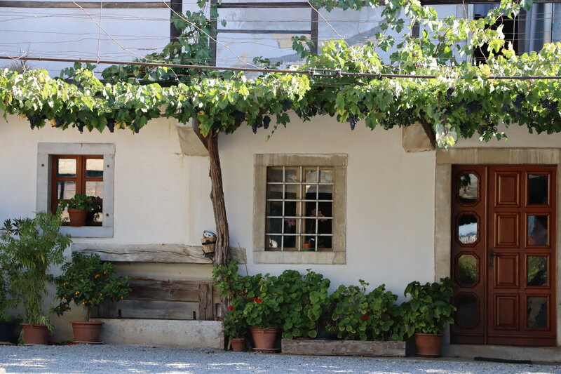 Grapevine-covered House