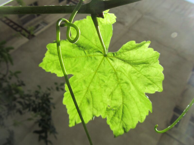 grapevine leaf in sunlight