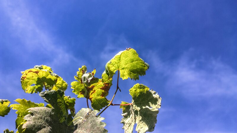 Grapevine Leaves Against Sky