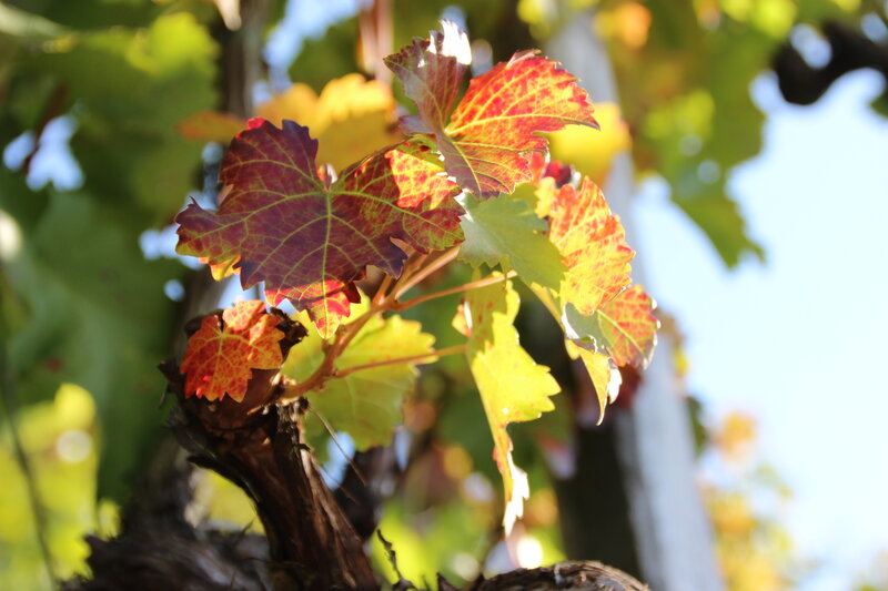 Grapevine Leaves in Autumn