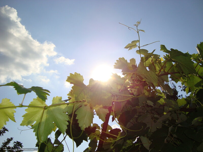 Grapevine Leaves in Sunlight