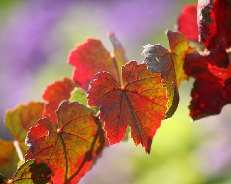 Grapevine Leaves