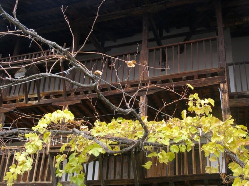 Grapevine on Wooden Balcony