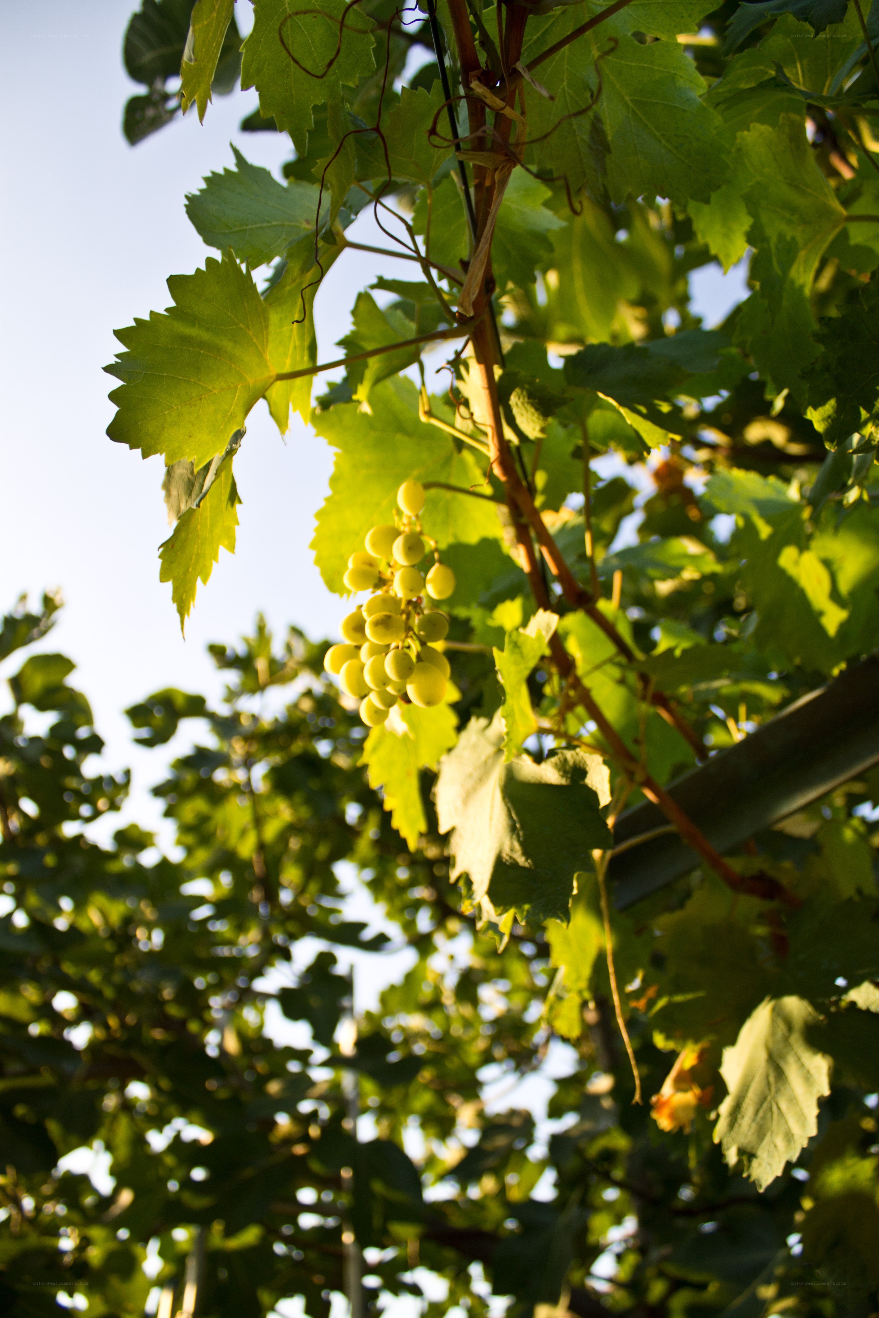 grapevine with green grapes