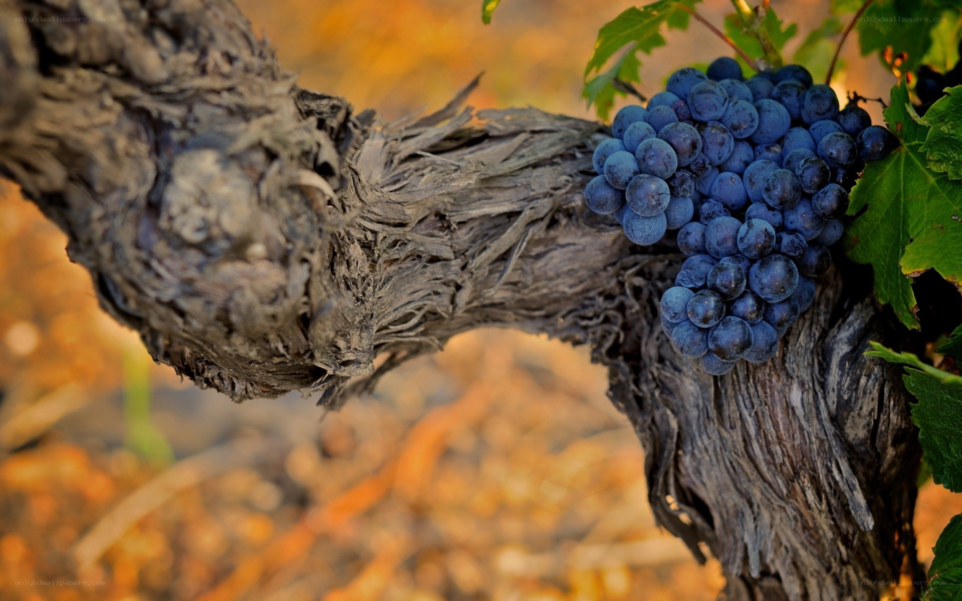 grapevine with ripe grapes